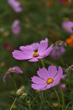 格桑花