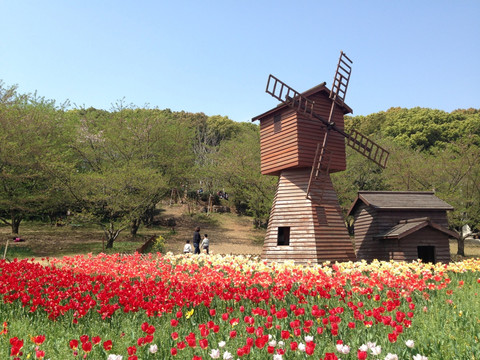 上方山百花节 红色郁金香