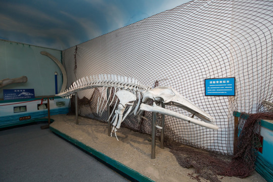 须鲸骨架标本