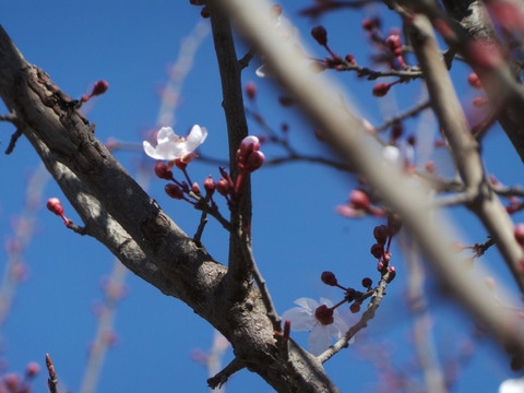 树 小花