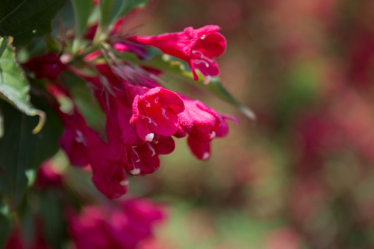 红王子锦带花3