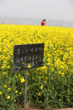 油菜花