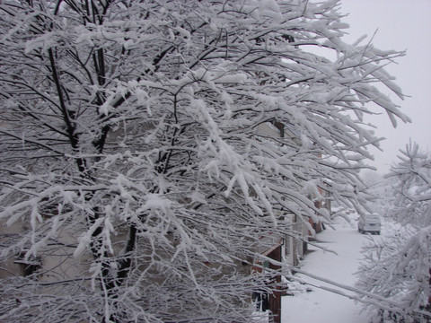 雪景