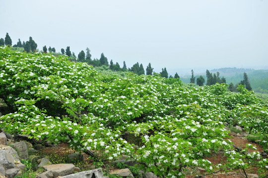 漫山遍野山楂花 果园