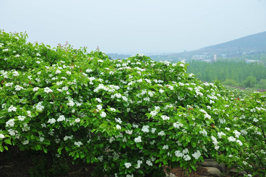 漫山遍野山楂花