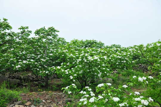 绿树 树林