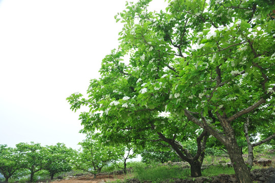 绿树  大树