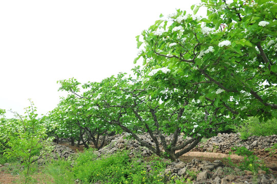 山楂樹(shù)  樹(shù)林