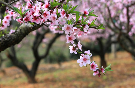 桃花