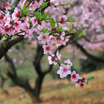 桃花