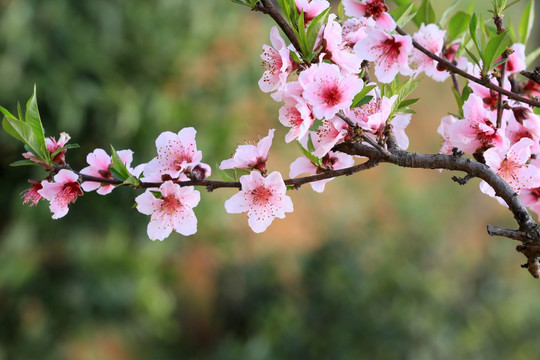 桃花