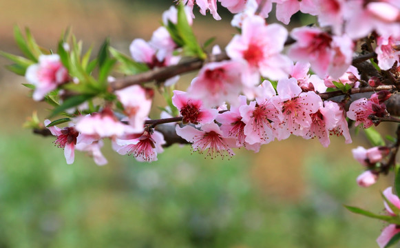 桃花