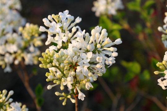 丁香花 春天 丁香 苦丁香