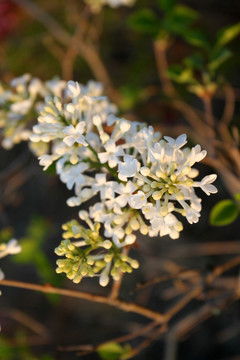 丁香花 春天 丁香 苦丁香