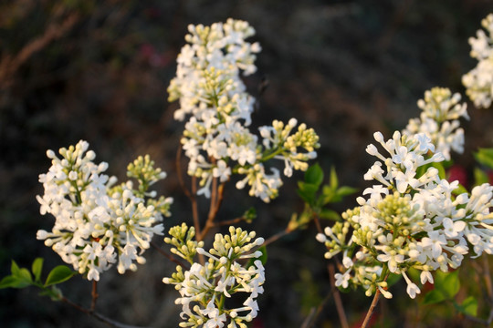 丁香花 春天 丁香 苦丁香