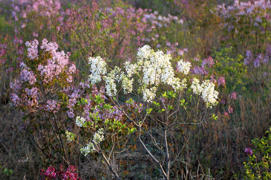 丁香花 春天 丁香 苦丁香