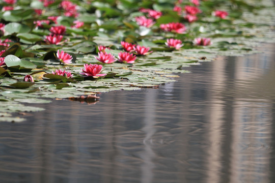 水莲