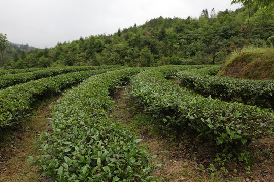 绿色茶山