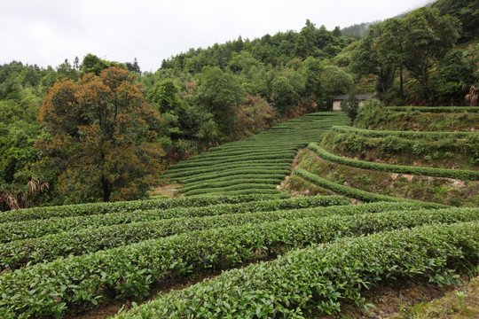 绿色茶山