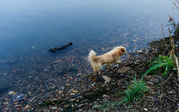 水边的流浪狗