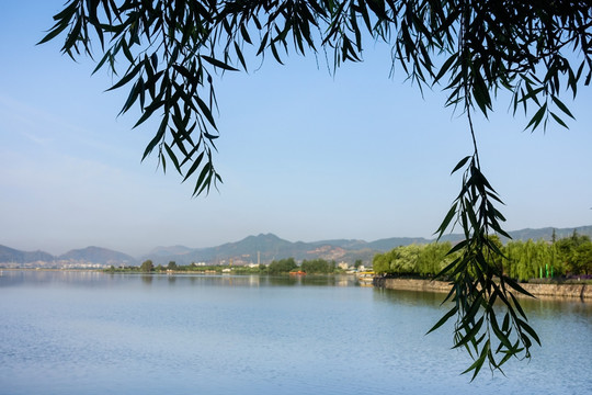 河邊垂柳