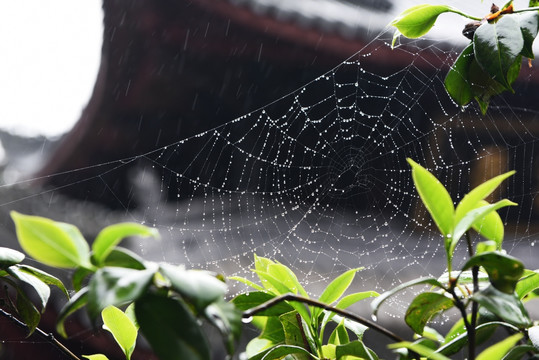 雨中撒网