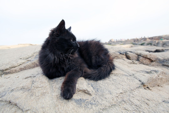 泰山顶小黑猫