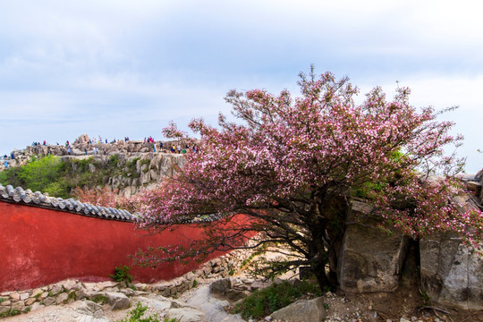 泰山顶樱花树