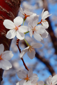 樱花