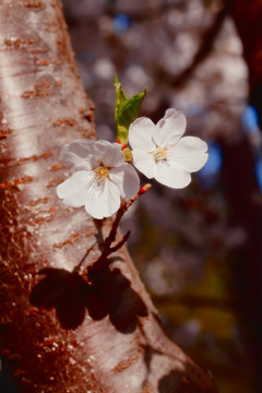 樱花