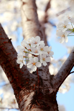 樱花