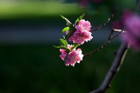 樱花