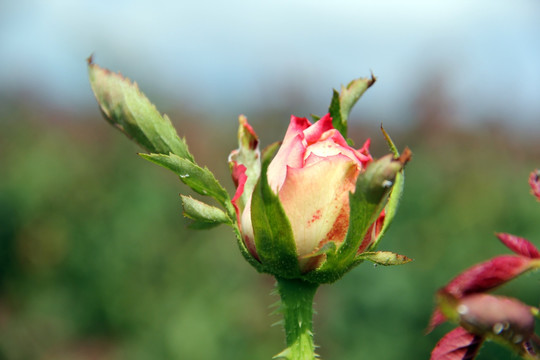 玫瑰花蕾