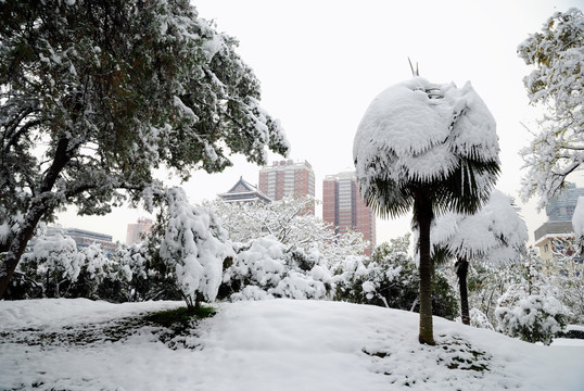 树木雪景