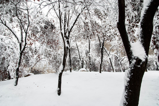 雪中树木