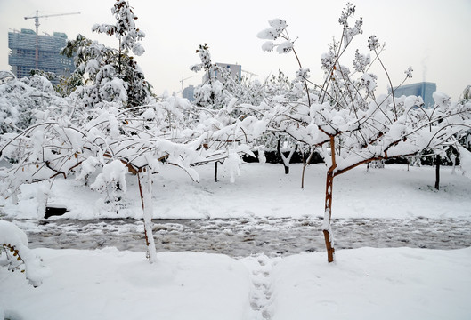 雪压树枝