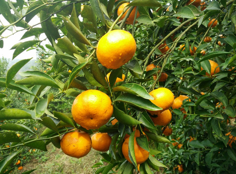 柑橘特色
