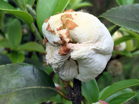 油茶 茶苞