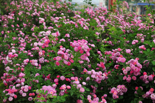 花墙  花背景