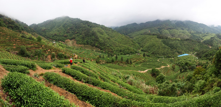 绿色茶山