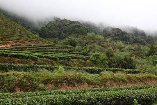 绿色茶山