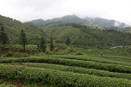 绿色茶山