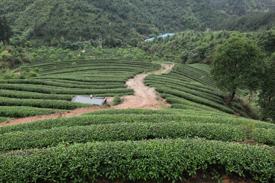 绿色茶山