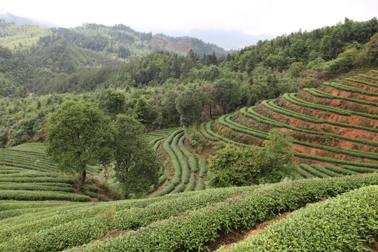 绿色茶山