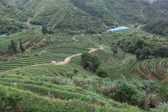 绿色茶山