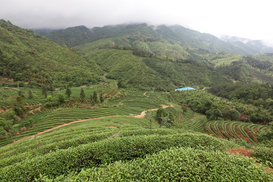 绿色茶山