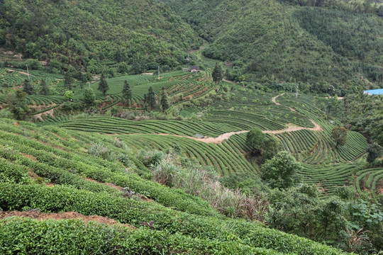 绿色茶山