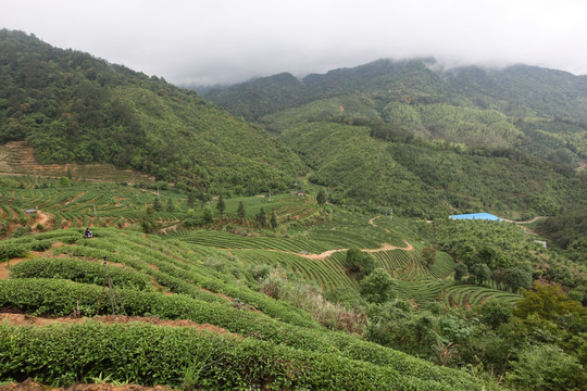 绿色茶山