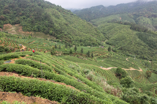 绿色茶山