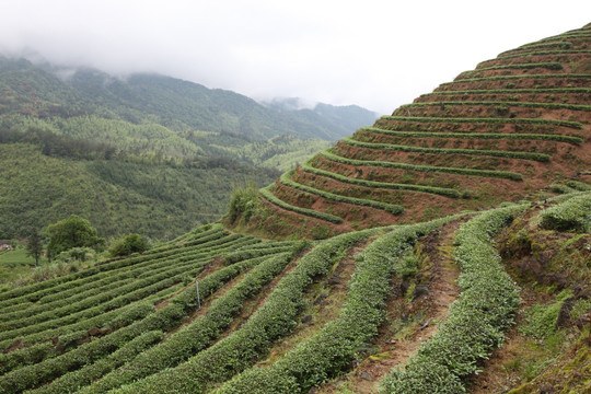 绿色茶山